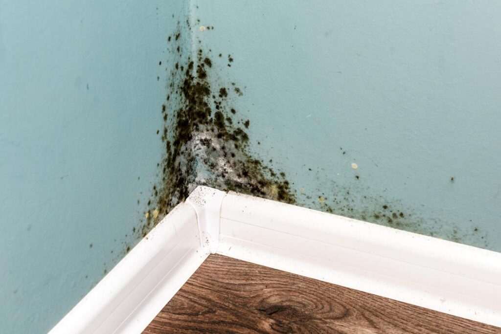 Black mold accumulating in the corner of 2 walls due to moisture intrusion.